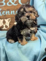 A DOLL ABLE, a male Bichon Frise and Yorkshire Terrier for sale in DeKalb, IL – 3 of 3