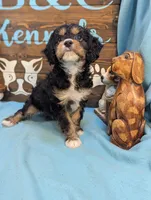 Cavadoodle, a male Cavapoo for sale in DeKalb, IL – 2 of 4