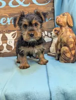 Mr Yorkie, a male Yorkshire Terrier for sale in DeKalb, IL – 4 of 4