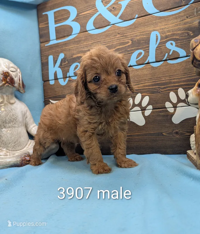 Cavadoo Cutie – Cavapoo puppy for sale in DeKalb, IL
