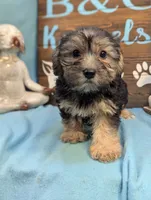 A DOLL ABLE, a female Bichon Frise and Yorkshire Terrier for sale in DeKalb, IL – 4 of 4