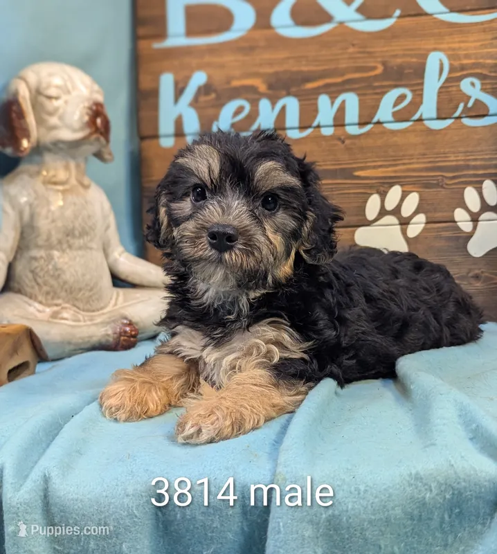A DOLL ABLE – Bichon Frise, Yorkshire Terrier puppy for sale in DeKalb, IL