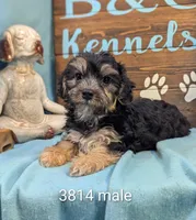 A DOLL ABLE, a male Bichon Frise and Yorkshire Terrier for sale in DeKalb, IL – 1 of 3