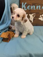Cavadoo Cutie, a male Cavapoo for sale in DeKalb, IL – 2 of 4