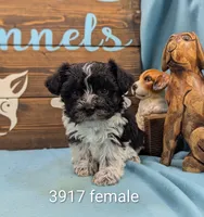 Schnoodle, a female Schnoodle for sale in DeKalb, IL – 1 of 1