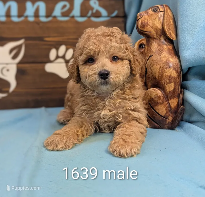 Mini Poodle – Poodle - Miniature  puppy for sale in DeKalb, IL