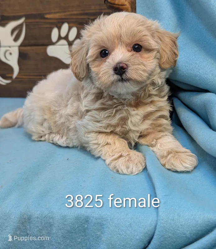 Princess Maltipoo – Maltipoo puppy for sale in DeKalb, IL