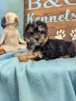 A DOLL ABLE, a female Bichon Frise and Yorkshire Terrier for sale in DeKalb, IL – 2 of 4