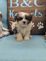 Teddybear, a male Shichon for sale in DeKalb, IL – 2 of 3