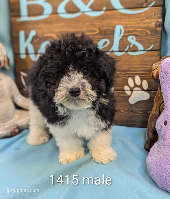 Yorkidoodle – Yorkshire Terrier, Poodle - Toy  puppy for sale in DeKalb, IL
