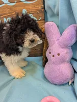 Yorkidoodle, a male Yorkshire Terrier and Poodle - Toy  for sale in DeKalb, IL – Photo 2 of 3