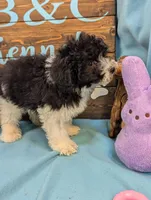 Yorkidoodle, a male Yorkshire Terrier and Poodle - Toy  for sale in DeKalb, IL – Photo 3 of 3
