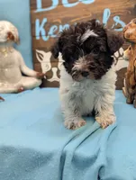 Schnoodle, a female Schnoodle for sale in DeKalb, IL – 3 of 4