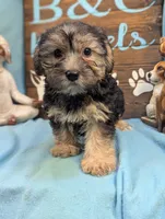 A DOLL ABLE, a female Bichon Frise and Yorkshire Terrier for sale in DeKalb, IL – 2 of 4