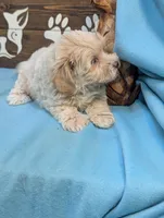 Princess Maltipoo, a female Maltipoo for sale in DeKalb, IL – 2 of 4