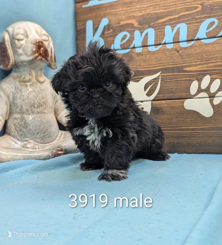 Prince Shih Tzu  – Shih Tzu puppy for sale in DeKalb, IL