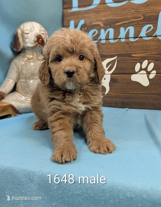 Gold baby – Poodle - Miniature , Miniature Goldendoodle puppy for sale in DeKalb, IL