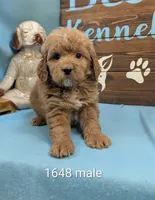 Gold baby, a male Miniature Goldendoodle for sale in DeKalb, IL – 1 of 3