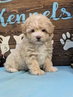 Princess Maltipoo, a female Maltipoo for sale in DeKalb, IL – 2 of 4