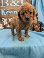 Cavadoo Cutie, a male Cavapoo for sale in DeKalb, IL – 3 of 3