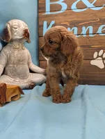 Cavadoo Cutie, a male Cavapoo for sale in DeKalb, IL – 2 of 3