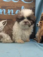 Teddybear, a male Shichon for sale in DeKalb, IL – 3 of 3