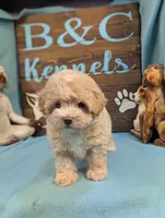 Princess Maltipoo, a female Maltipoo for sale in DeKalb, IL – 4 of 4