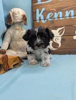 Schnoodle, a female Schnoodle for sale in DeKalb, IL – 2 of 4