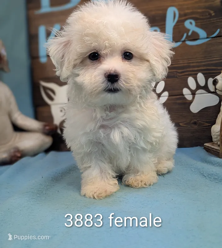 Fluffy – Bichon Frise, Maltese puppy for sale in DeKalb, IL