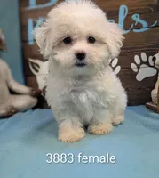 Fluffy, a female Bichon Frise and Maltese for sale in DeKalb, IL – 1 of 1