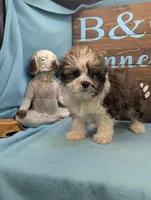 Teddybear, a male Shichon for sale in DeKalb, IL – 3 of 3