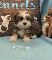 Teddybear, a male Bichon Frise and Shih Tzu for sale in DeKalb, IL – 1 of 1