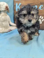 Mr Morkie, a male Morkie for sale in DeKalb, IL – 3 of 4