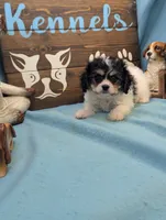 Cava Chon, a female Cavachon for sale in DeKalb, IL – 3 of 3