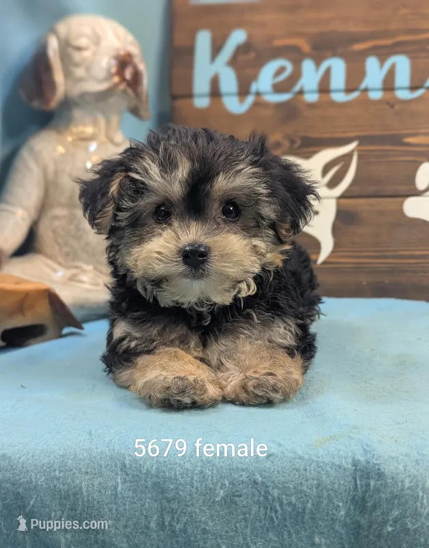 Dollface – Bichon Frise, Yorkshire Terrier puppy for sale in DeKalb, IL