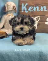 Dollface, a female Bichon Frise and Yorkshire Terrier for sale in DeKalb, IL – 1 of 1