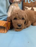 Gold baby, a male Miniature Goldendoodle for sale in DeKalb, IL – 3 of 3