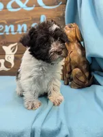 Schnoodle, a female Schnoodle for sale in DeKalb, IL – 4 of 4
