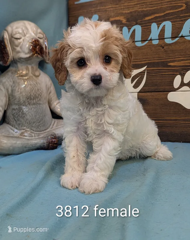 Cavadoodle – Cavapoo puppy for sale in DeKalb, IL