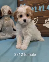 Cavadoodle, a female Cavapoo for sale in DeKalb, IL – 1 of 4