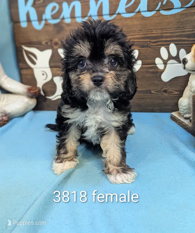 Cavadoodle – Cavapoo puppy for sale in DeKalb, IL