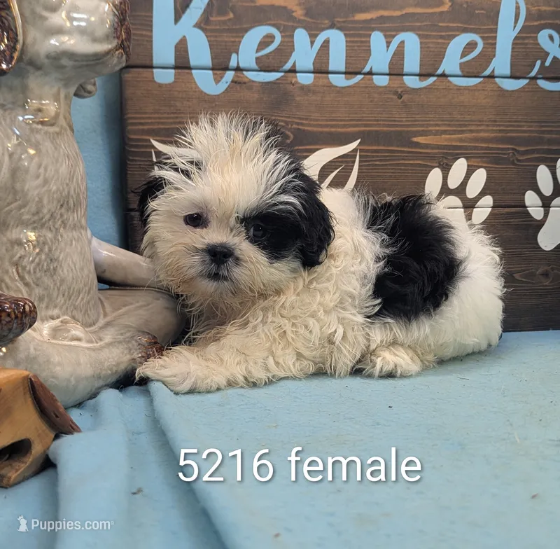 Teddybear – Bichon Frise, Shih Tzu puppy for sale in DeKalb, IL