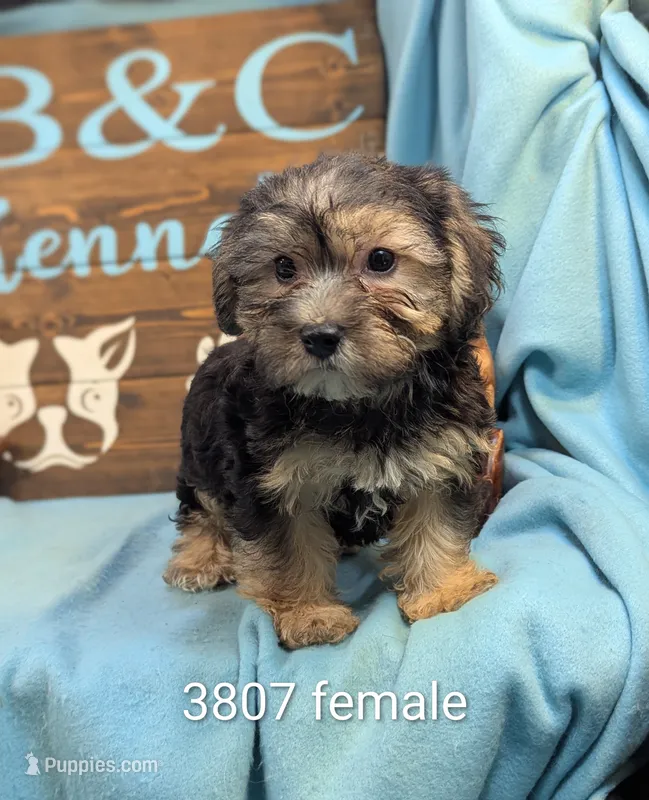 A DOLL ABLE – Bichon Frise, Yorkshire Terrier puppy for sale in DeKalb, IL