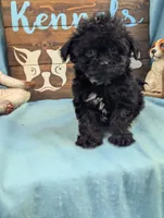 Tiny doo, a male Shih Tzu and Poodle - Toy  for sale in DeKalb, IL – 2 of 4