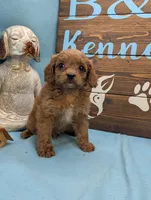 Cavadoo Cutie, a male Cavapoo for sale in DeKalb, IL – 3 of 3