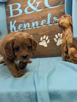Cavadoo Cutie, a female Cavapoo for sale in DeKalb, IL – 2 of 4