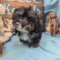 Yo-Chon, a male Bichon Frise and Yorkshire Terrier for sale in DeKalb, IL – Photo 2 of 3