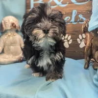 Yo-Chon, a male Bichon Frise and Yorkshire Terrier for sale in DeKalb, IL – Photo 3 of 3