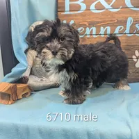 Yo-Chon, a male Bichon Frise and Yorkshire Terrier for sale in DeKalb, IL – Photo 1 of 3