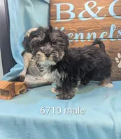 Yo-Chon, a male Bichon Frise and Yorkshire Terrier for sale in DeKalb, IL – Photo 1 of 3